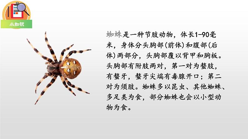 部编版二年级语文下册《蜘蛛开店》PPT优质课件 (5)03