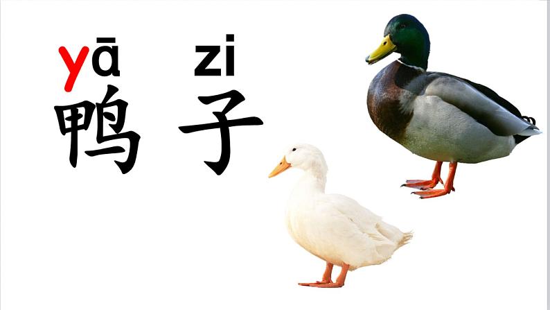 人教部编版(五四制)一年级上册语文识字(二)《大小多少》课件08