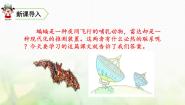 语文四年级上册6 蝙蝠和雷达教学课件ppt