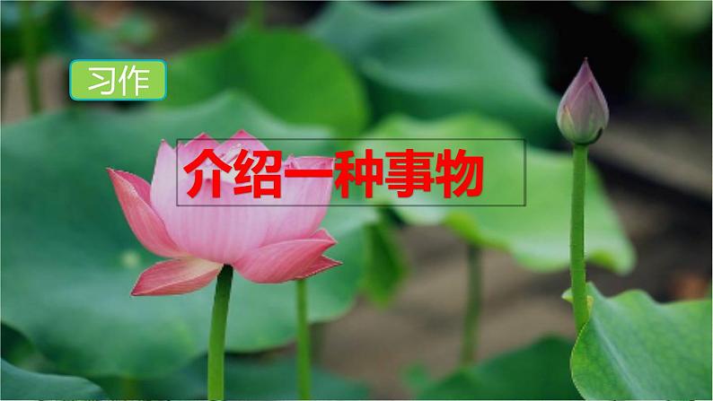 习作:介绍一种事物第2页