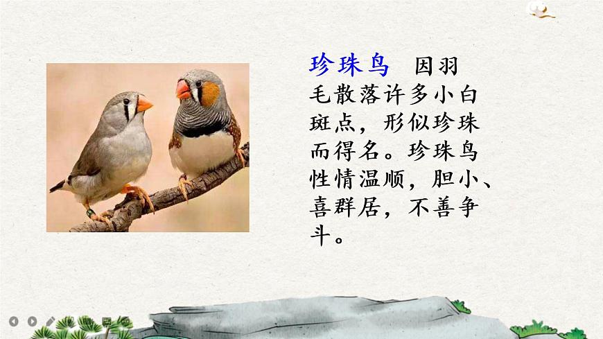 4 珍珠鳥第4頁