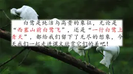 1 白鷺（課件）