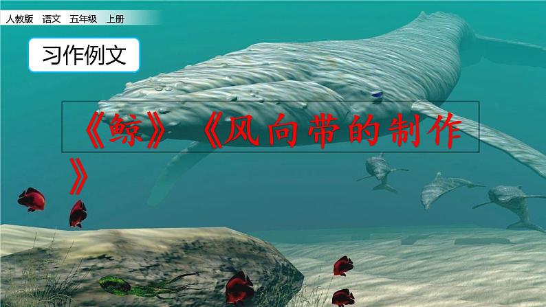 部编版小学语文五年级上册第5单元习作例文:《鲸》《风向袋的制作》课件PPT第2页