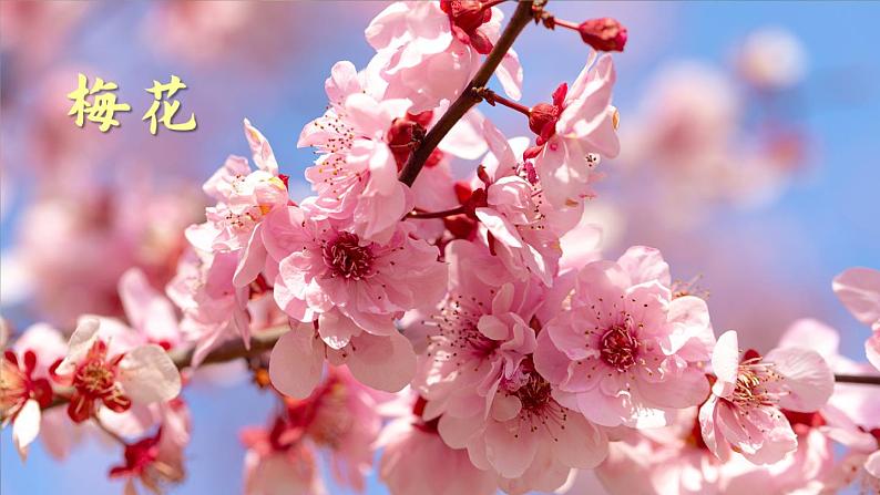 部编版三年级下册语文13 花钟(课件+教案+练习含答案)03