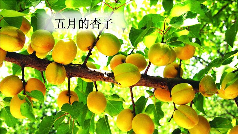 部编版小学语文二年级上册 11葡萄沟(课件)07