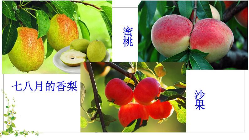 部编版小学语文二年级上册 11葡萄沟(课件)08