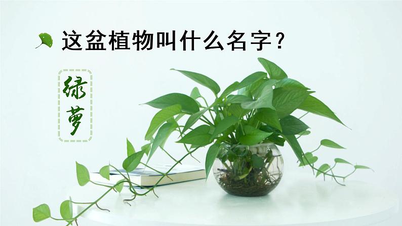 习作:我的植物朋友(课件)第1页