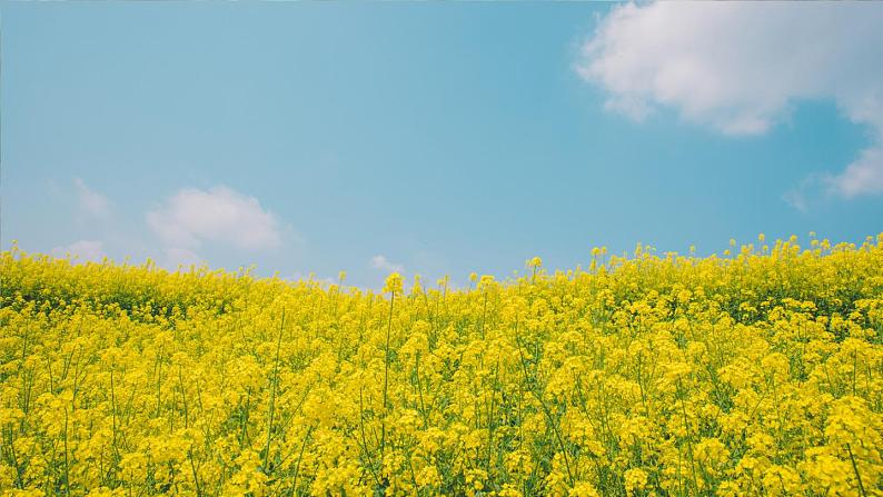 习作:我的植物朋友(课件)第2页