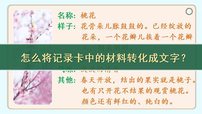 习作:我的植物朋友(课件)第6页