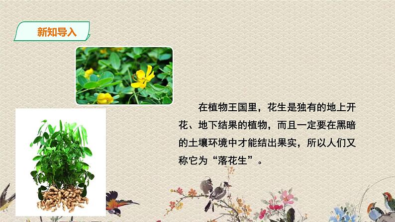 人教部编版(五四制)五年级上册 语文 第一单元《落花生》课件第4页
