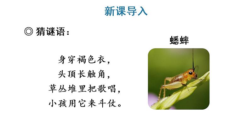 部编版三年级语文上册--10 在牛肚子里旅行 课件 素材02