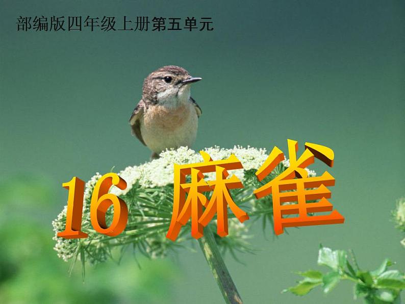 部编版(五四制)语文四年级上册 16 麻雀(课件)01