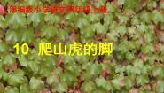 语文四年级上册10 爬山虎的脚课文课件ppt