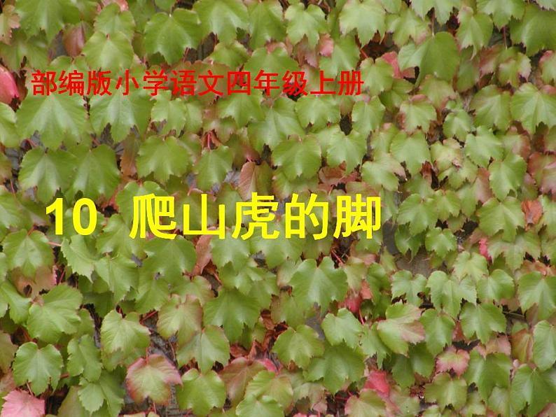 部编版(五四制)语文四年级上册 10 爬山虎的脚(课件)01