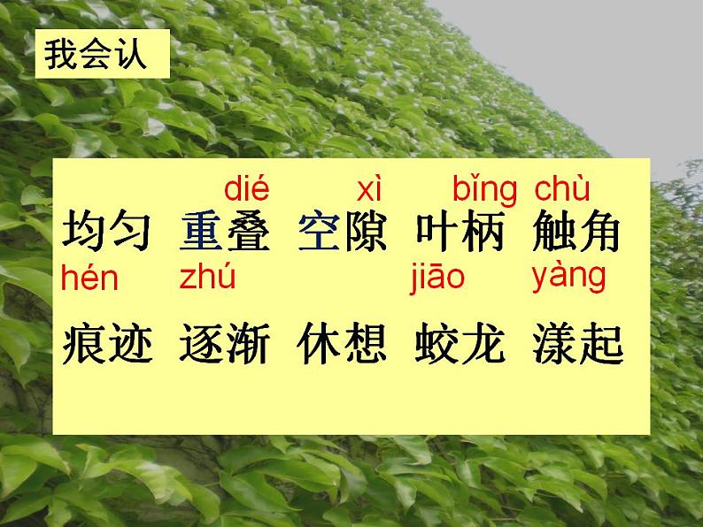 部编版(五四制)语文四年级上册 10 爬山虎的脚(课件)02