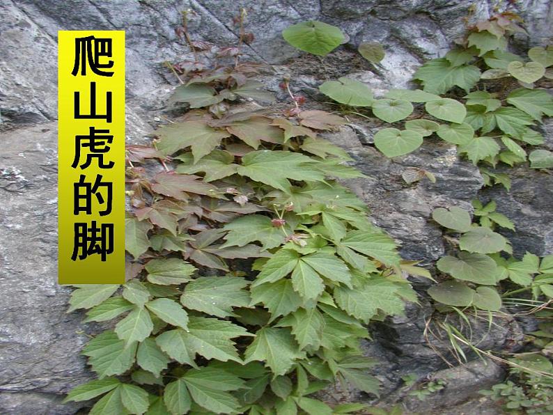 部编版(五四制)语文四年级上册 10 爬山虎的脚(课件)04