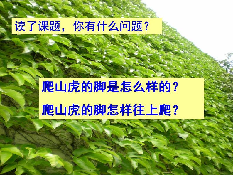 部编版(五四制)语文四年级上册 10 爬山虎的脚(课件)05