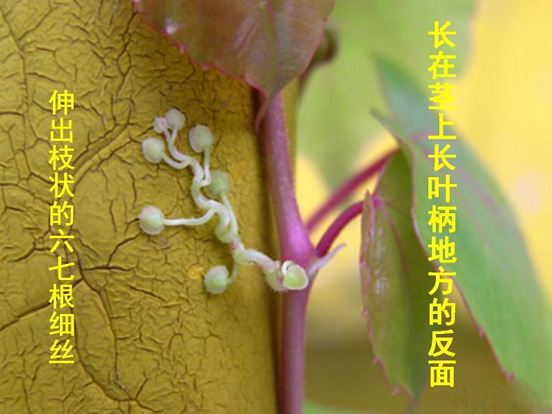 部编版(五四制)语文四年级上册 10 爬山虎的脚(课件)08