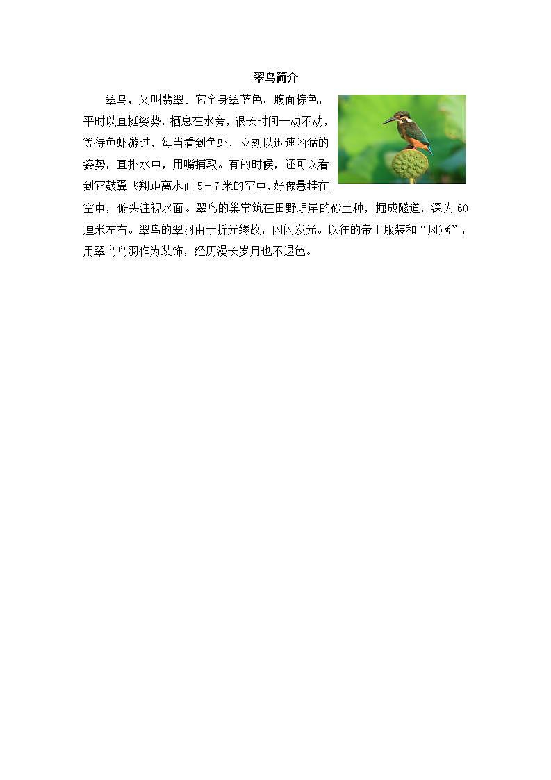 翠鸟简介第1页