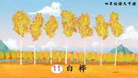 人教部编版四年级下册11 白桦说课课件ppt
