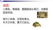 人教部编版 (五四制)二年级上册1 小蝌蚪找妈妈多媒体教学ppt课件