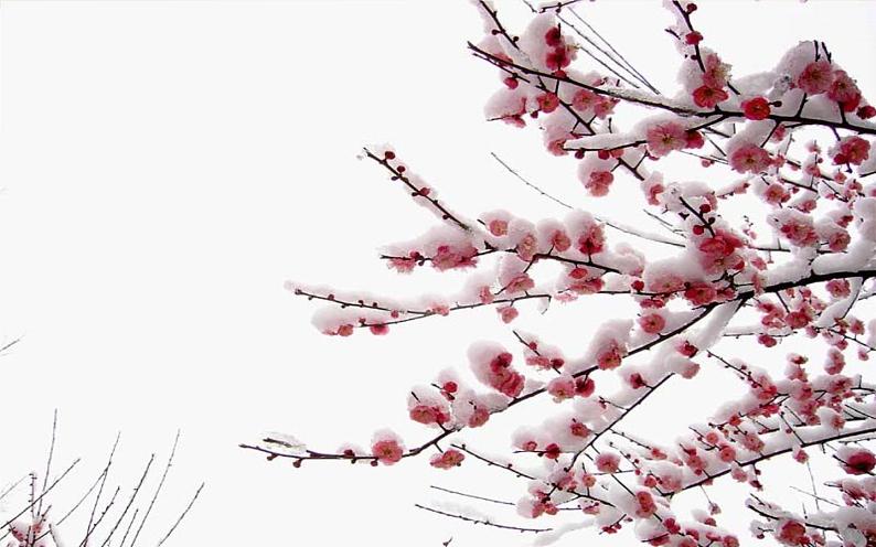 四年级上册语文9《古诗三首·雪梅》教学课件第2页