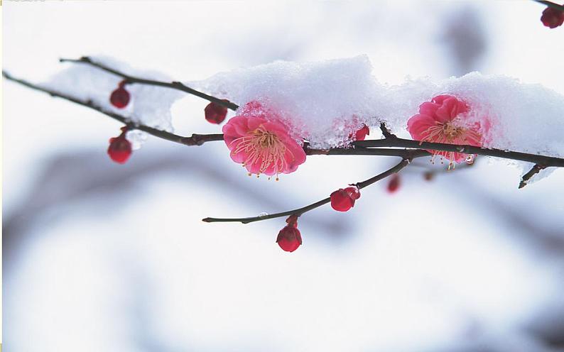 四年级上册语文9《古诗三首·雪梅》教学课件第3页