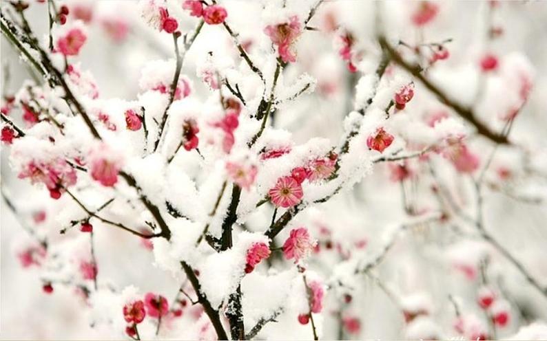 四年级上册语文9《古诗三首·雪梅》教学课件第4页