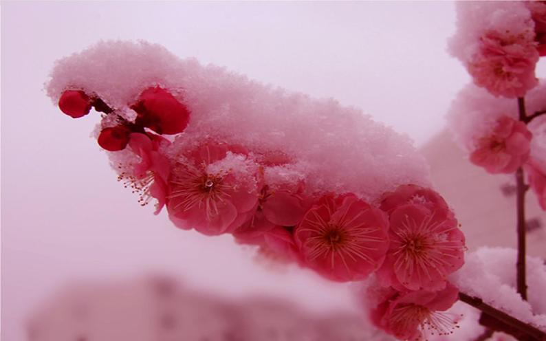 四年级上册语文9《古诗三首·雪梅》教学课件第5页