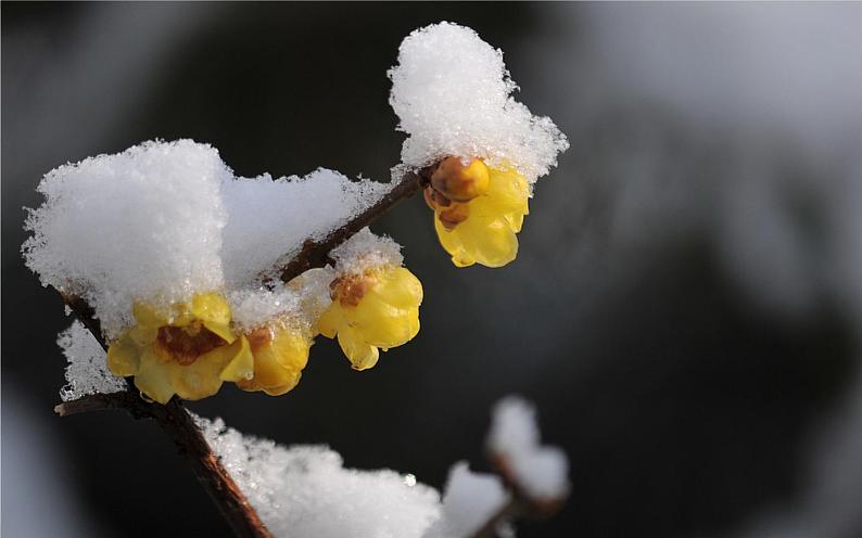 四年级上册语文9《古诗三首·雪梅》教学课件第6页
