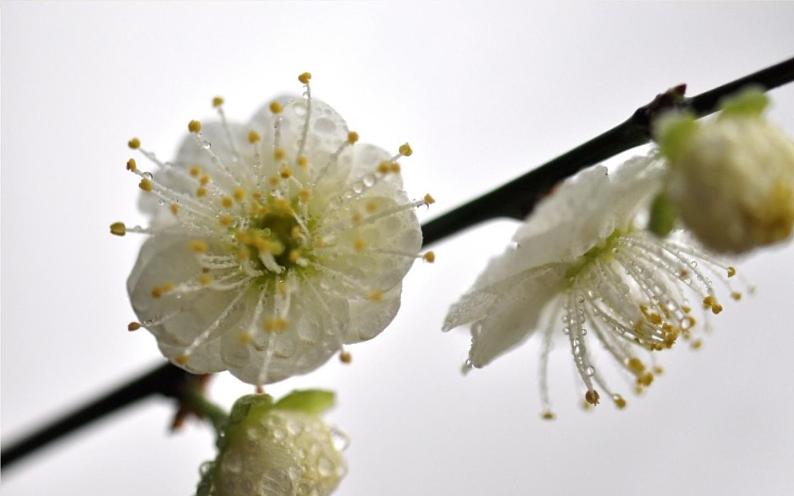 四年级上册语文9《古诗三首·雪梅》教学课件第8页