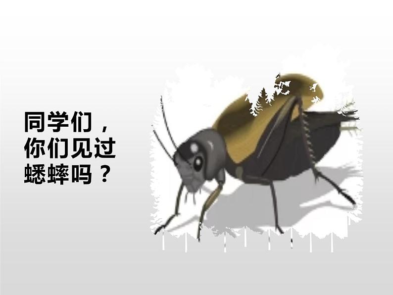 人教部编版四年级语文上册11.蟋蟀的住宅 课件04