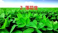 小学语文人教部编版 (五四制)五年级上册2 落花生课文配套课件ppt