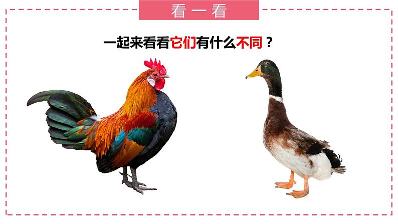 部编版语文一下《小公鸡和小鸭子》第一课时 课件PPT(送教案)02