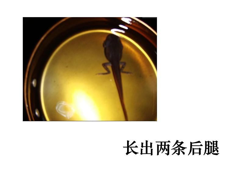 部编版语文二年级上册 1 小蝌蚪找妈妈(课件)第5页