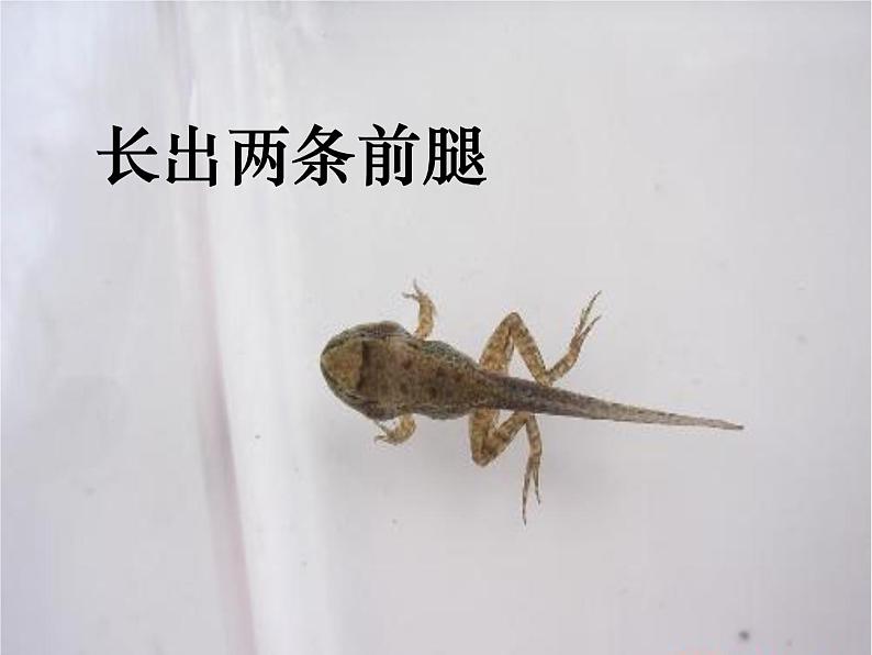 部编版语文二年级上册 1 小蝌蚪找妈妈(课件)第7页