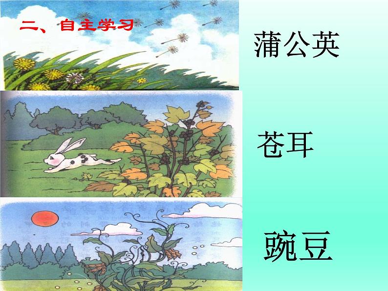部编版语文二年级上册 3 植物妈妈有办法(课件)04