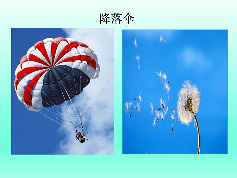 部编版语文二年级上册 3 植物妈妈有办法(课件)07