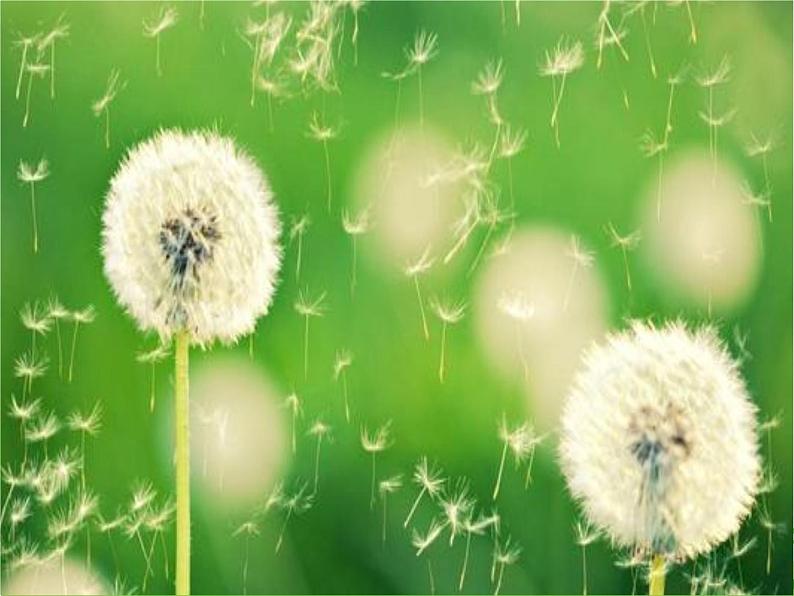部编版语文二年级上册 3、植物妈妈有办法(课件)05