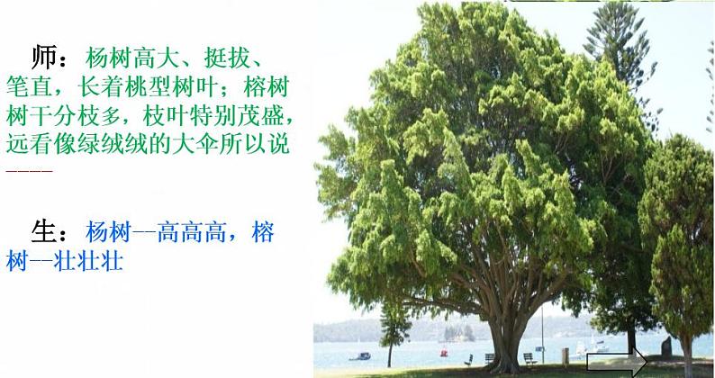部编版语文二年级上册 2 识字2树之歌(课件)05