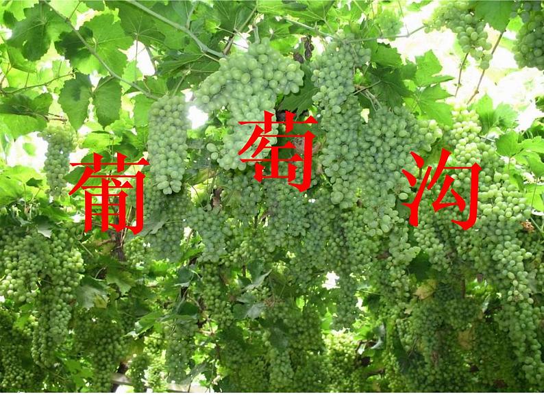 统编版语文二年级上册11 葡萄沟 课件 (26张)第1页