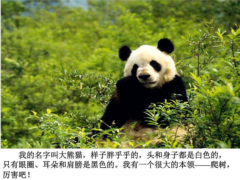 部编版语文二年级上册 口语交际 有趣的动物(课件)第7页