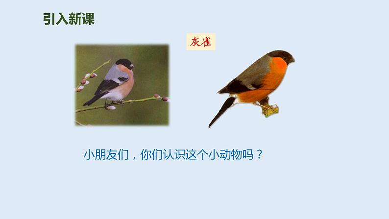部编版三年级语文上册26灰雀优质 课件第3页
