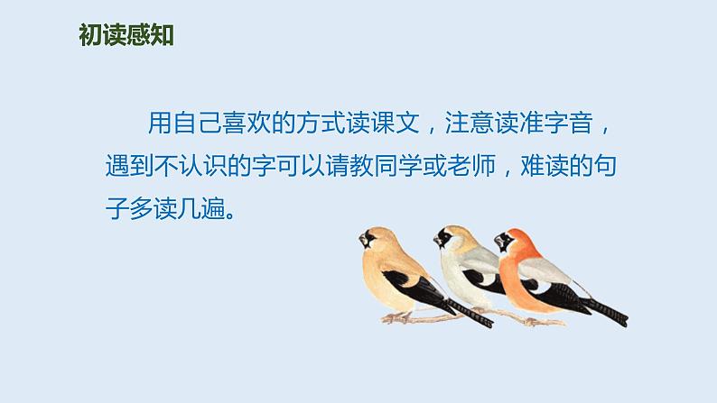 部编版三年级语文上册26灰雀优质 课件第4页