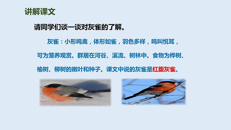 部编版三年级语文上册26灰雀优质 课件第7页