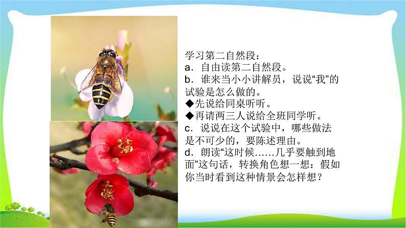 最新部编版三年级语文下册14蜜蜂优质课件05