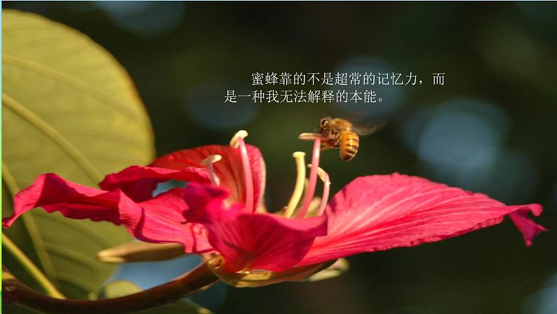 最新部编版三年级语文下册14蜜蜂优质课件08
