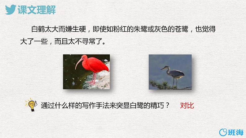 1.白鹭(2个课时)课件+教案07
