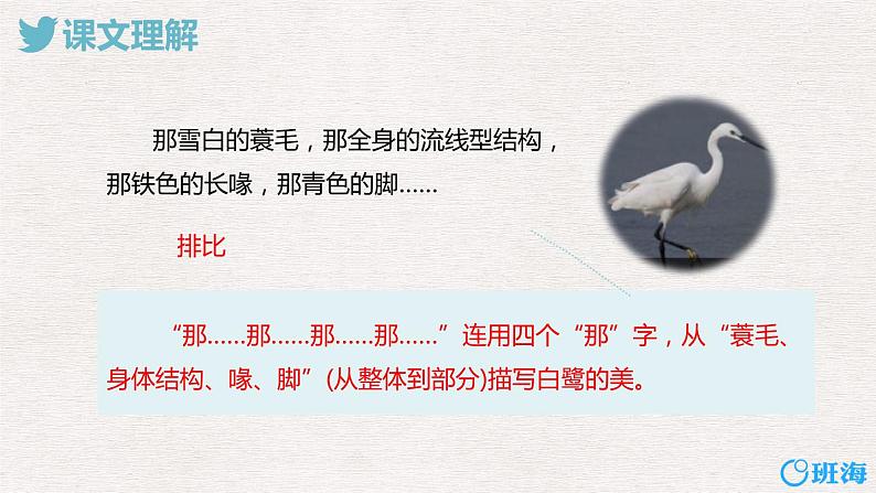 1.白鹭(2个课时)课件+教案08