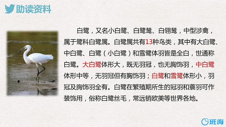 1.白鹭(2个课时)课件+教案06